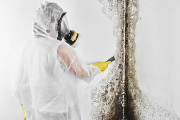Best Local Mold Removal Service  in North Wildwood, NJ