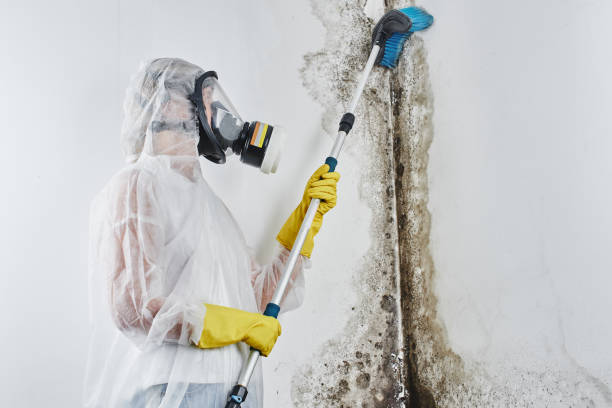 Best Black Mold Removal  in North Wildwood, NJ