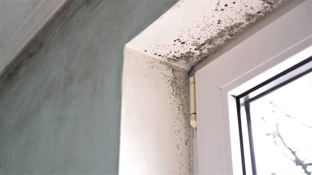 Best Mold Remediation  in North Wildwood, NJ