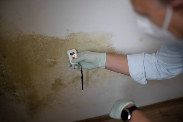 Best Mold Cleaning Services  in North Wildwood, NJ