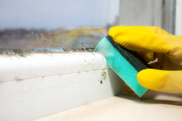 Best Affordable Mold Removal  in North Wildwood, NJ