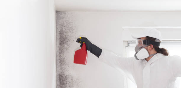 Best Professional Mold Removal  in North Wildwood, NJ