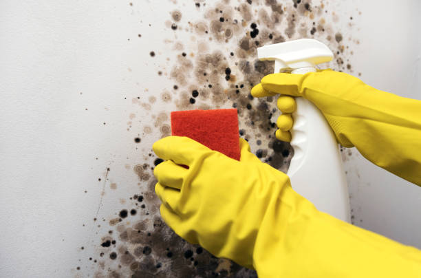Best Mold Removal Company Near Me  in North Wildwood, NJ
