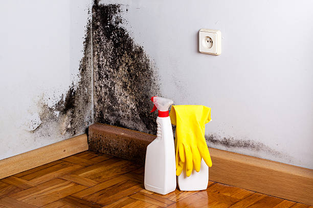 Best Emergency Mold Removal  in North Wildwood, NJ