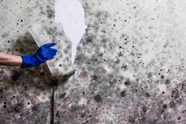 Best Attic Mold Removal  in North Wildwood, NJ